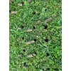 Kép 2/4 - Gyepszellőztető Strend Pro Garden, csöves, 4 tüskés, 30x102 cm