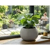 Kép 2/2 - Virágcserép BETON Bowl, 29/19x20 cm, szürke