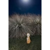 Kép 5/5 - Dísz Strend Pro Garden, Szurikáták, napelemes, 4xLED, 12x11x27,5 cm