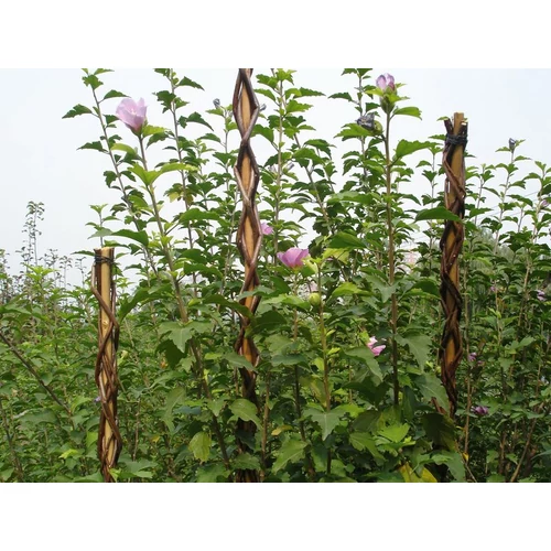 Rúd Garden Willow 190 cm, vesszőből készült, növénytámasztó